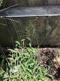 Image result for Digitaria velutina