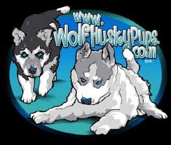Husky haven of florida does not have its own shelter location so all of our dogs are housed in foster homes. Wolf Husky Pups Off 53 Www Usushimd Com