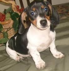 How long does a dachshund live? I Think I Need Another One Piebald Dachshund Puppy Sweetest Baby Piebald Dachshund Mini Dachshund Dachshund Love