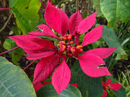 Image result for Euphorbia pulcherrima