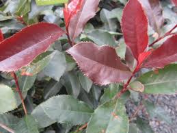 We did not find results for: Photinia Photinia X Fraseri Black Jack