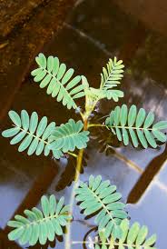 Image result for Aeschynomene fluitans