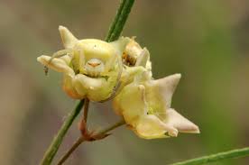 Image result for Sisyranthus imberbis