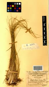 Image result for Rhytachne