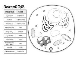 Get your crayons ready and color these beautiful trees, plants and flowers with all the colors from nature. Animal And Plant Cell Match And Color Pages Freebie By Smith Science And Lit