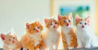 ruyada kedi yavrusu gormek nasil yorumlanir ruyada kedi yavrusu gormenin anlami