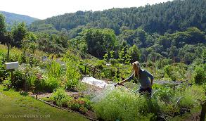 The best way to water most plants is by applying enough to moisten the plant's entire root system, and then letting the soil dry out slightly before watering again. 10 Water Saving Tips For The Vegetable Garden Lovely Greens