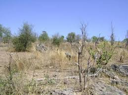 Image result for Androstachys johnsonii