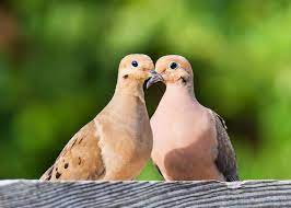 What Birds Mate For Life 8 Birds To Make You Believe In True Love Justbirding Com