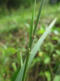 Image result for Melinis longiseta