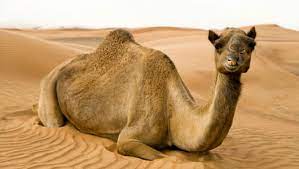 The mda added that '38 are in a critical condition and still in the field' with 'six critically injured evacuated', '18 severely', 'two moderately' and '39 lightly'. Camel Pass The Knowledge Light Life