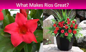 Rios can be used in patio containers and combination plantings and as specimen plants. Rio Dipladenia Tropicals From Fernlea Flowers Ltd