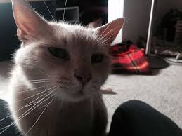 pin on cool cats