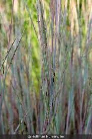 4.6 out of 5 stars 8 ratings. Schizachyrium Scoparium Standing Ovation Little Bluestem Cultivar Izel Native Plants