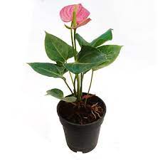 Anthurium Red Plants Anthurium Plant Indoor Flowering Plants