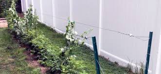 Raspberry is easy to grow and the berries are delicious. Planting And Trellising Raspberries For Home And Community Gardens Umn Extension