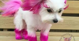 Maybe She S Born With It Dog Grooming Creative Grooming Dog Haircuts