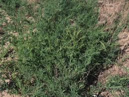 Image result for Suaeda plumosa