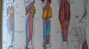 Netter's anatomy coloring book (second edition, updated) (netter basic science series) 392. Netter S Anatomy Coloring Book Ebook