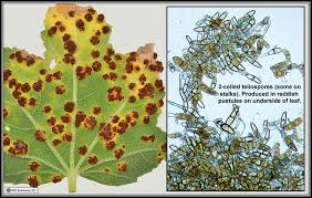 ¿ what is the rust fungus and how can i prevent it ? Plant Galls