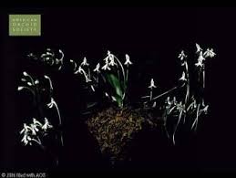 Image result for Angraecopsis parviflora