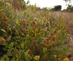 Image result for Triumfetta angolensis