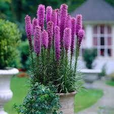 After planting, a layer of chicken wire will keep critters from digging them up. 17 Flowering Perennials That Will Grow Anywhere Gardener S Path