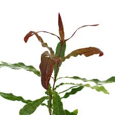 Image result for Macadamia aff. integrifolia