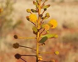 Image result for Dictyophleba