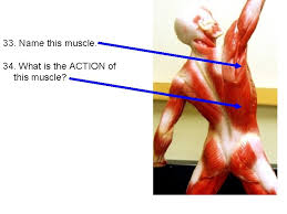 Muscle size and arrangement of muscle fascicles. Facial And Trunk Muscles Practice Test Note This
