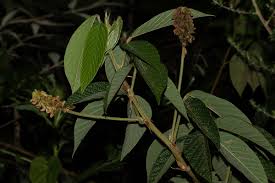 Image result for Eriosema montanum