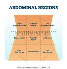 Human anatomy for muscle, reproductive, and skeleton. Shutterstock Puzzlepix