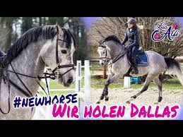 He had a twin brother who was stillborn. Lia Alfi Wir Holen Unser Neues Pferd Ab Youtube