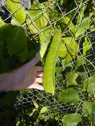 Image result for Canavalia gladiata