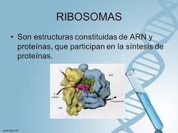 Resultado de imagen para ribosomas