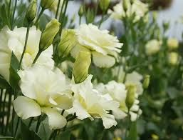 Image result for eustoma flamenco