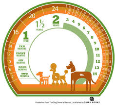 how to calculate a dogs age in dog years design milk