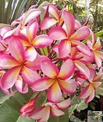 Tropical Plumeria Plant Seedling Plant Beautful Pink Flower With Certificated Easy Fragrant Container Flowers Plant Seedlings Plumeria Tree