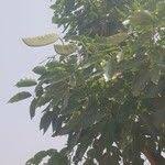 Image result for Isoberlinia doka