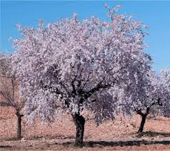 Alla ricerca di fotomurali con disegni di alberi e fiori per decorare il vostro spazio?. Il Mandorlo Coltivazione E Caratteristiche Dell Albero Odc