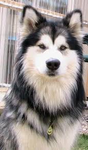 Pin By Michelle Joyce On Alaskan Malamute Favorite Dog Malamute Dog Malamute Puppies Dogs