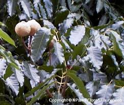 Image result for Khaya