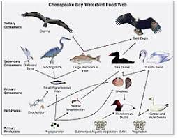 food chain wikipedia