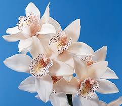 All flowers wild orchid bloom orchid flower cymbidium orchids pretty flowers flower garden peony cymbidium hybrid '9'. Cymbidium Orchid Cymbidium Spp Calyx Flowers Inc