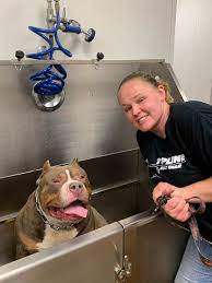 To learn more about each adoptable dog, click on the i icon for some fast. Ky Finest Bullies American Bully Breeder Danville Kentucky