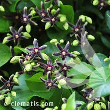 Image result for Periploca