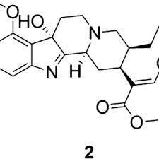Image result for Mitragyna rubrostipulata