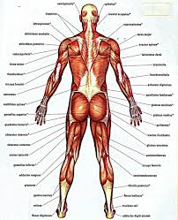 Anatomynote.com found anatomy of back muscles diagram from plenty of anatomical pictures on the internet. Sports Activity Is Something That You Can Skip If You Want To Live Healthily No Matter If You Are Traini Human Anatomy Chart Muscle Anatomy Lower Back Anatomy
