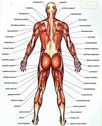 On the board, the teacher should place a picture of the diagram of the human body. Sports Activity Is Something That You Can Skip If You Want To Live Healthily No Matter If You Are Training F Human Anatomy Chart Muscle Anatomy Muscle Diagram