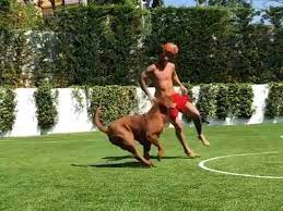 Wir haben einen guten kader, gute. Hulk Ist Fast So Gross Wie Leo Messi Macht Seinen Hund Zur Schnecke
